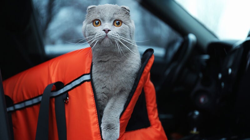 Pet carrier with cat in car